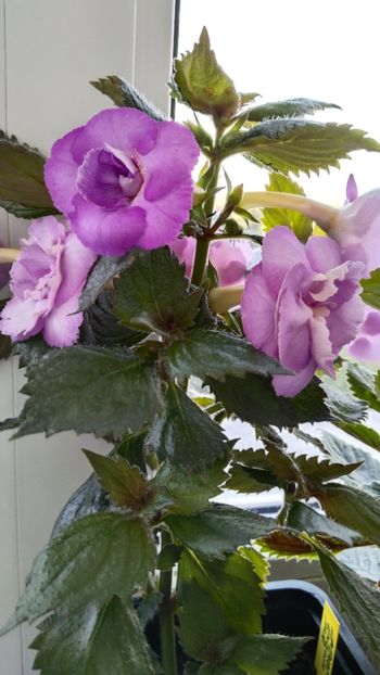  - 2025-LAVENDER ENGLISE ROSE