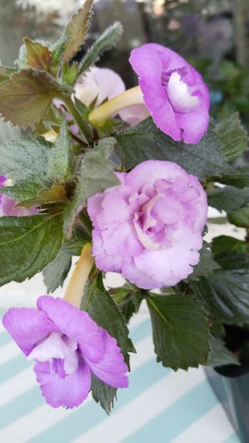  - 2025-LAVENDER ENGLISE ROSE