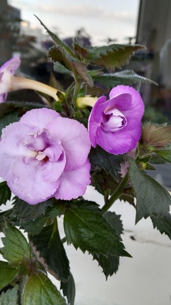  - 2025-LAVENDER ENGLISE ROSE