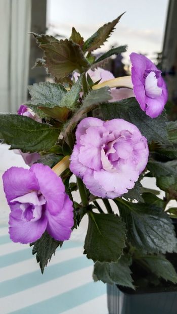  - 2025-LAVENDER ENGLISE ROSE