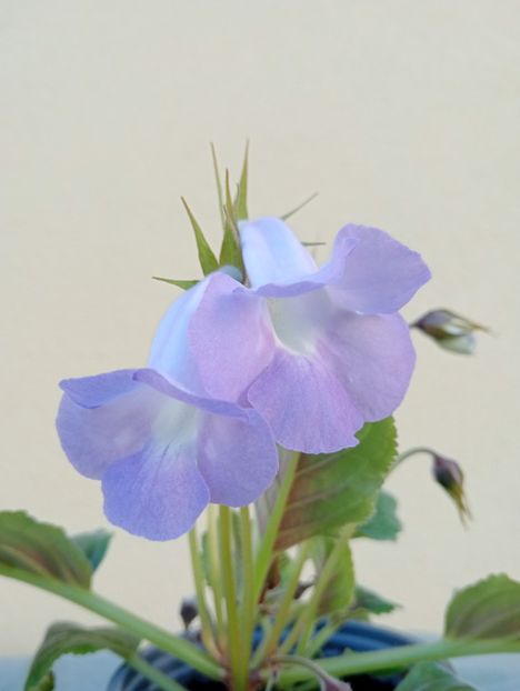  - Sinningia Bleu Ciel