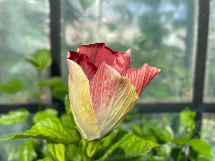  - Luv -Posog- Memories