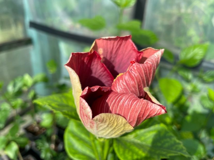  - Luv -Posog- Memories