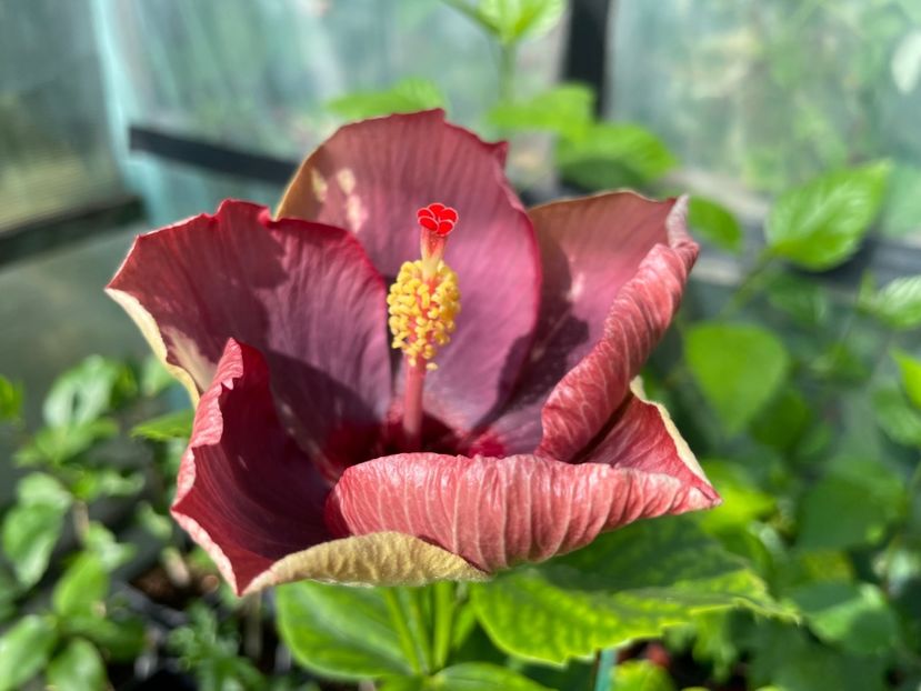  - Luv -Posog- Memories