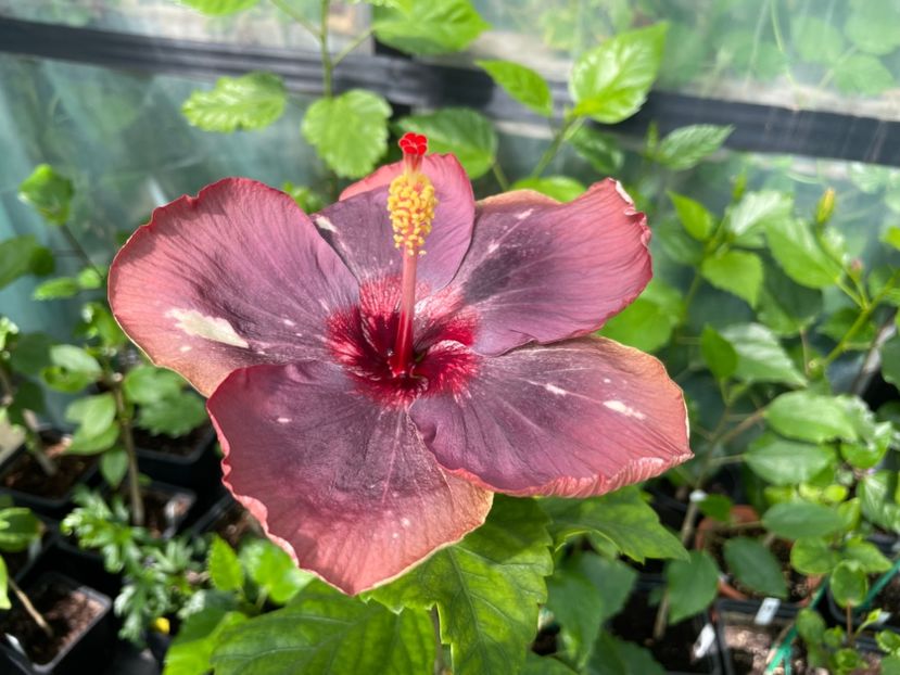  - Luv -Posog- Memories