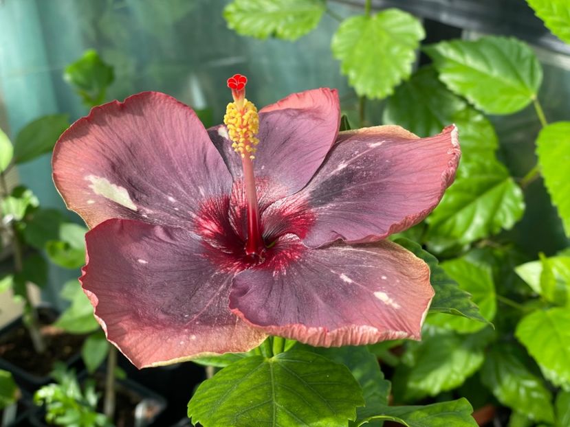  - Luv -Posog- Memories