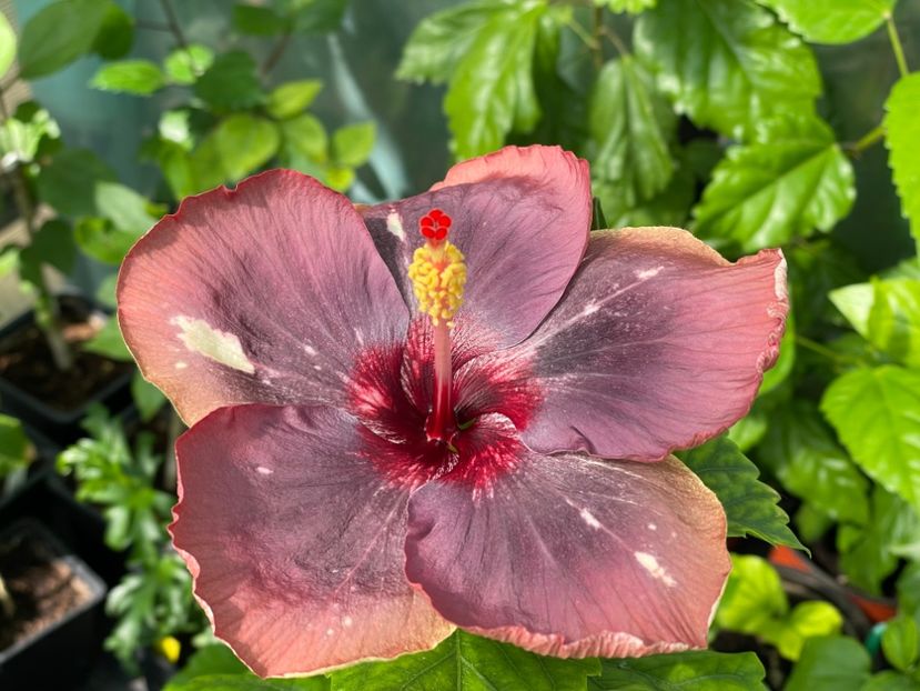  - Luv -Posog- Memories