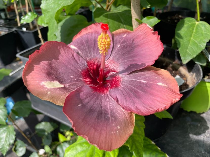  - Luv -Posog- Memories