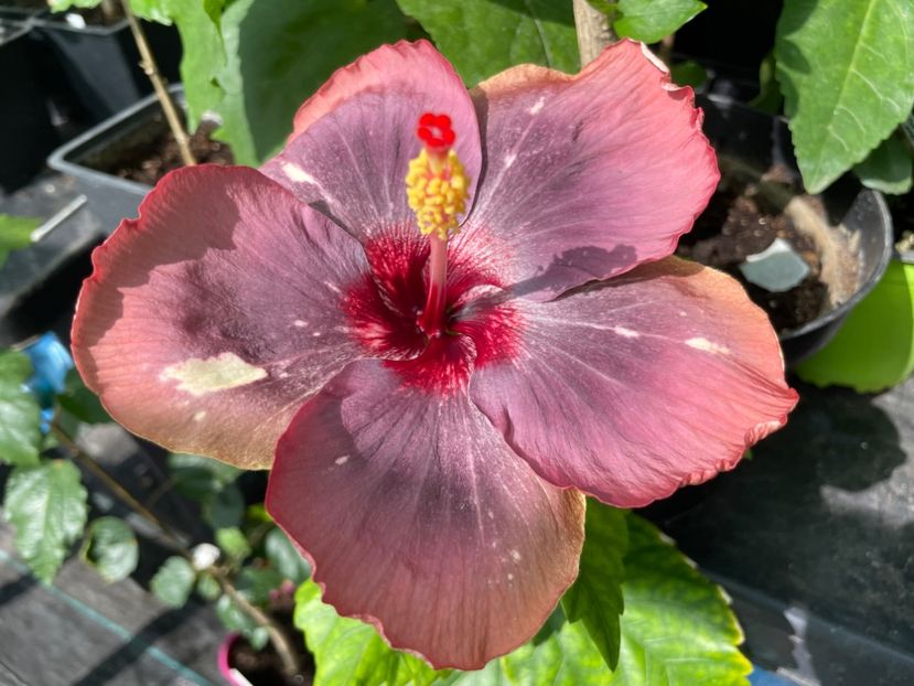  - Luv -Posog- Memories