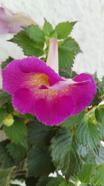  - 2025-Aurika s Raspberry Yolk