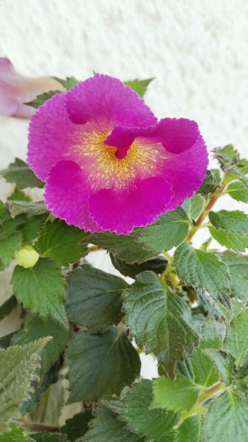  - 2025-Aurika s Raspberry Yolk