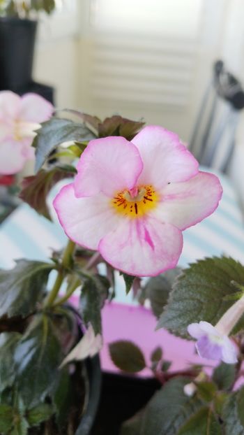  - 2025-Christmas Lollypop