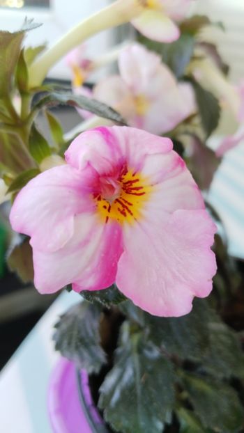  - 2025-Christmas Lollypop