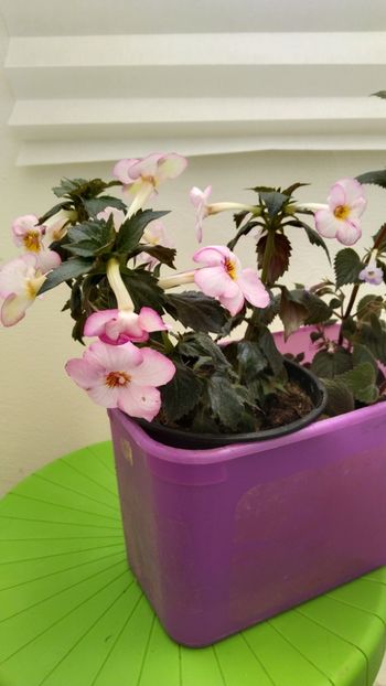  - 2025-Christmas Lollypop