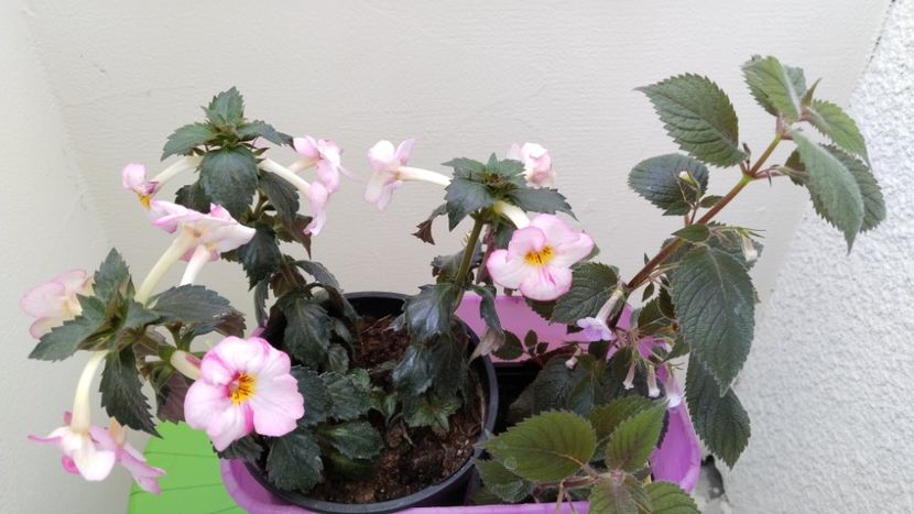  - 2025-Christmas Lollypop