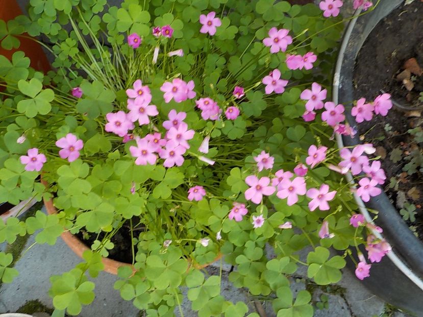  - oxalis rubra