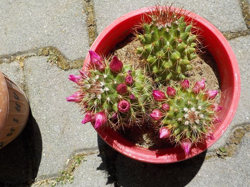  - mammilaria maria luisa 2025