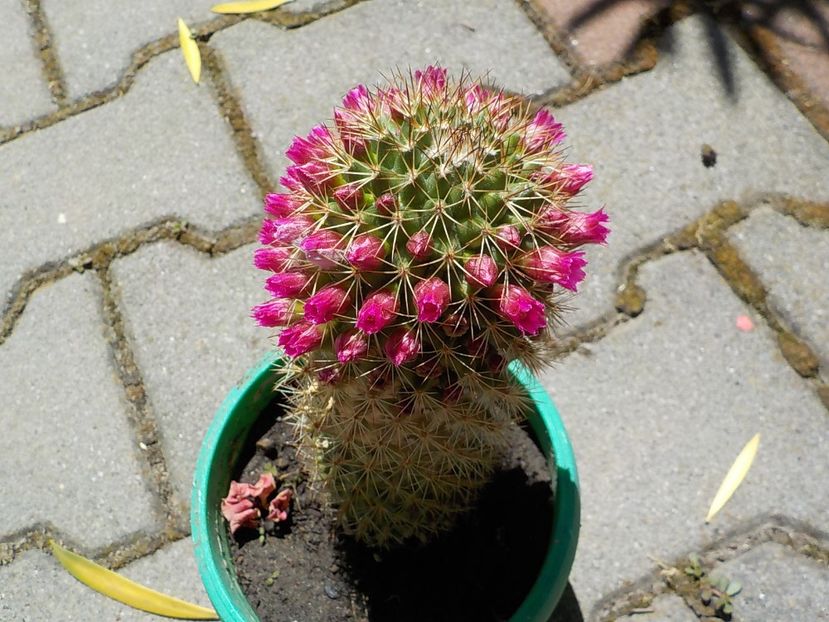  - mammilaria ernesti