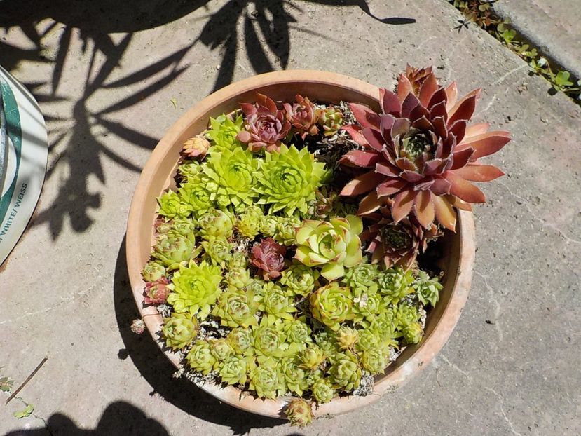 - Genul Sempervivum