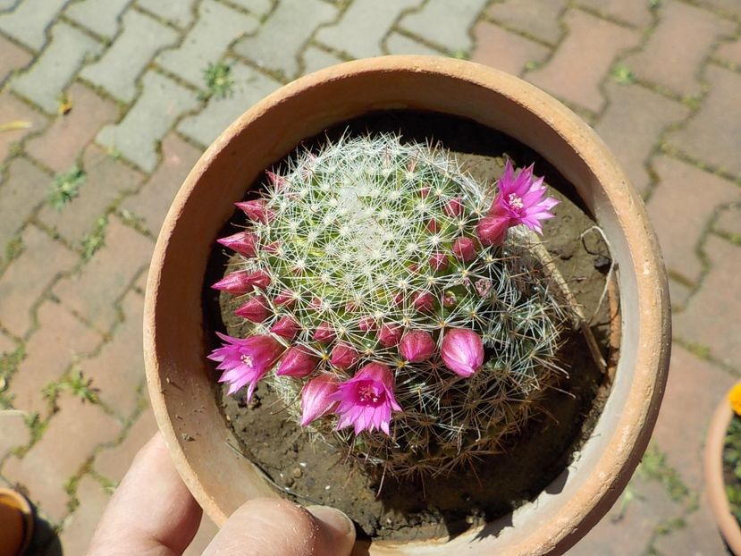  - CACTUSI si SUCULENTE