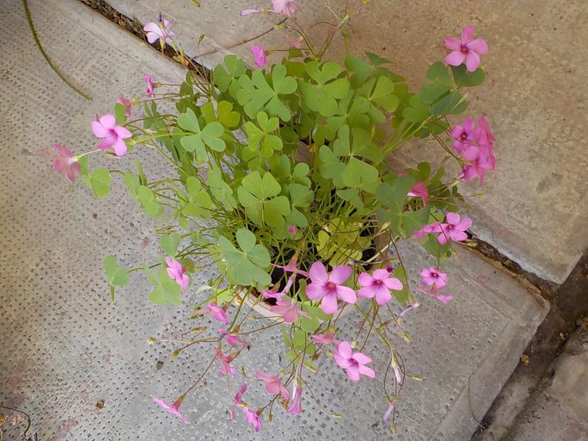  - oxalis rubra