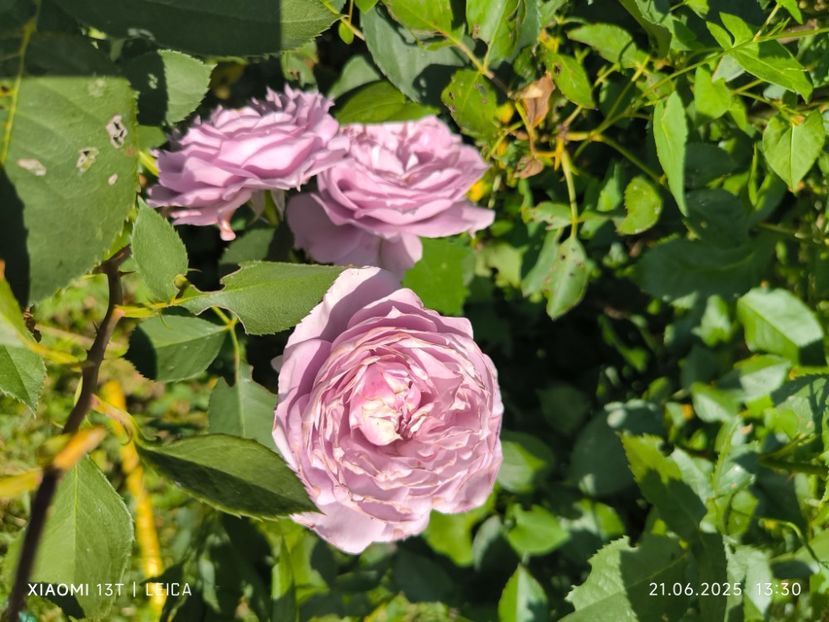  - Trandafiri 2025 ll