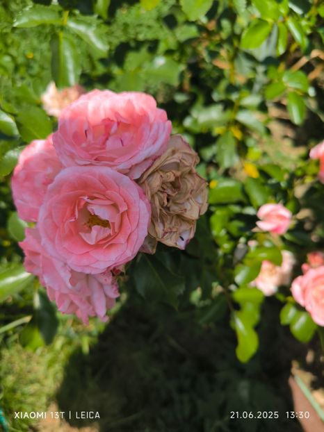  - Trandafiri 2025 ll