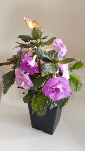  - 2025-LAVENDER ENGLISE ROSE