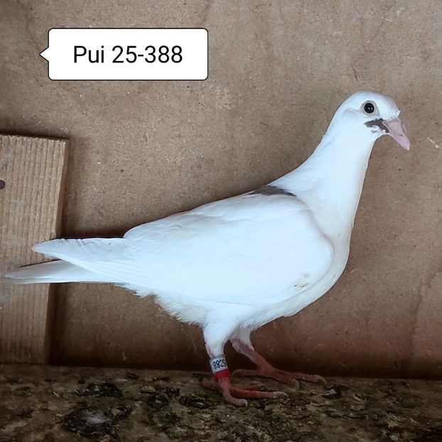 Pui 25-388 - Alb pata