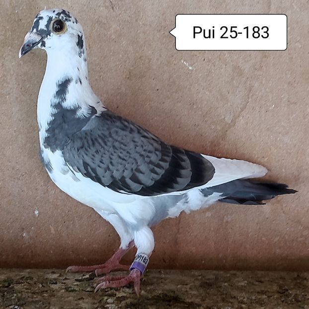 Pui 25-183 - Bălțat stropit