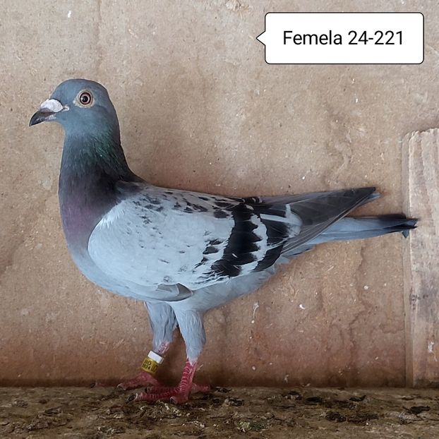Femela 24-221 - Porumbei vanduti