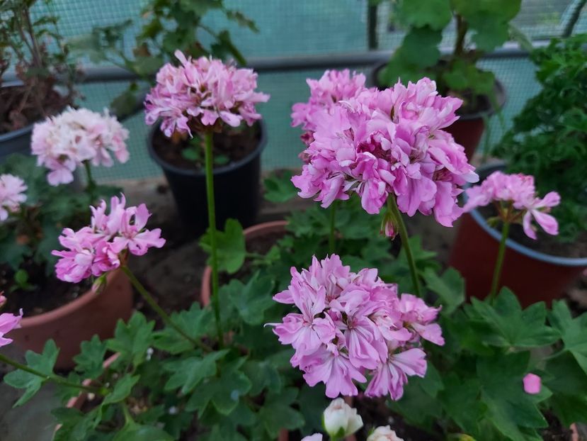 Borthwood - A-Muscate 2025