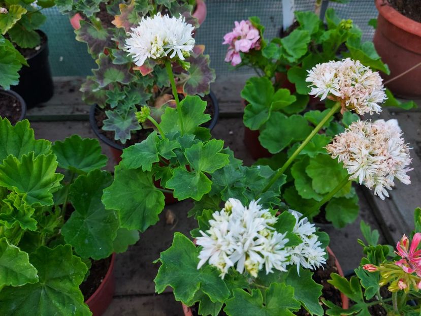 Vectis Snow - A-Muscate 2025