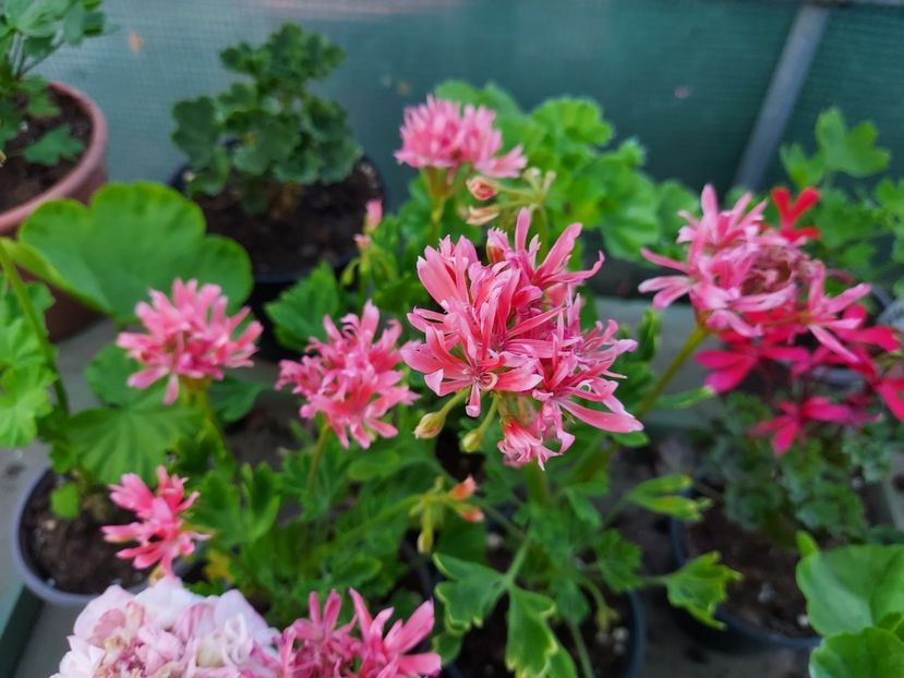 Els - A-Muscate 2025