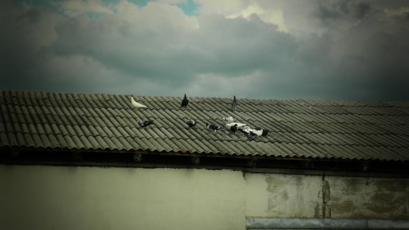 Porumbeii mei liberi - PIATRA NEAMT ORASUL MEU SI INPREJURIMI