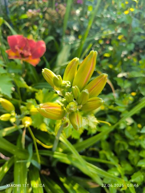  - Hemerocalisi și crini 2025