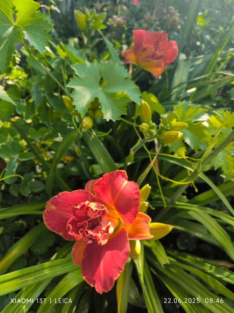  - Hemerocalisi și crini 2025