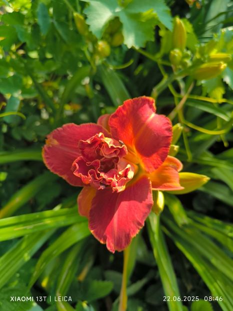  - Hemerocalisi și crini 2025