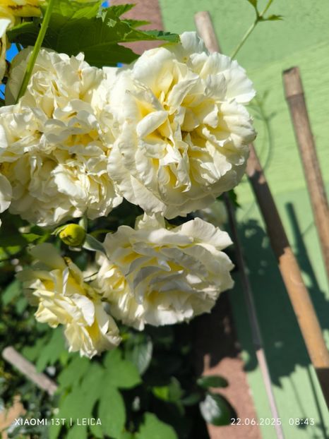  - Hemerocalisi și crini 2025