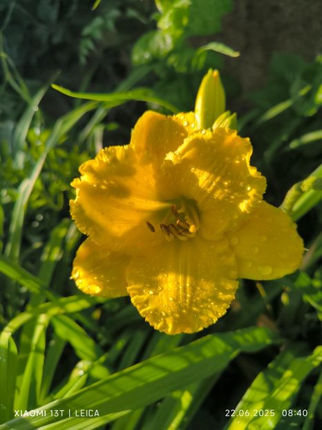  - Hemerocalisi și crini 2025