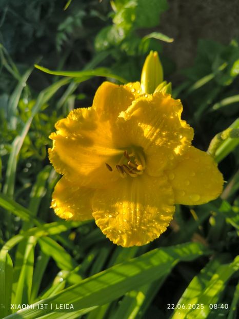  - Hemerocalisi și crini 2025