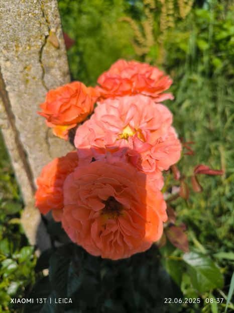  - Hemerocalisi și crini 2025