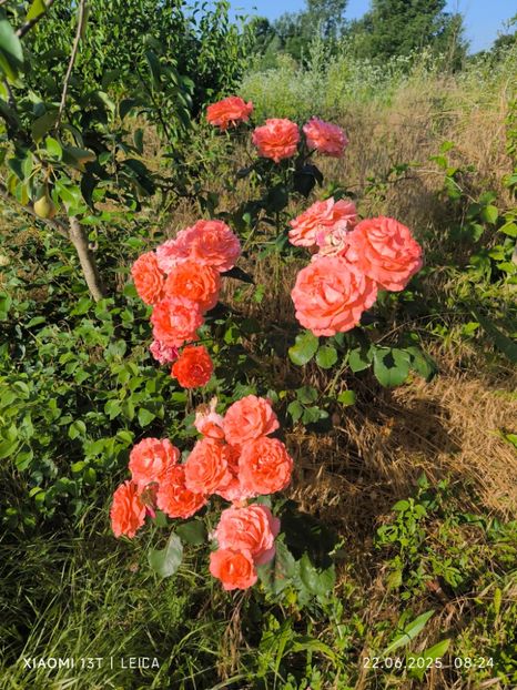  - Hemerocalisi și crini 2025