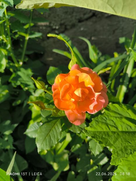  - Trandafiri 2025 ll