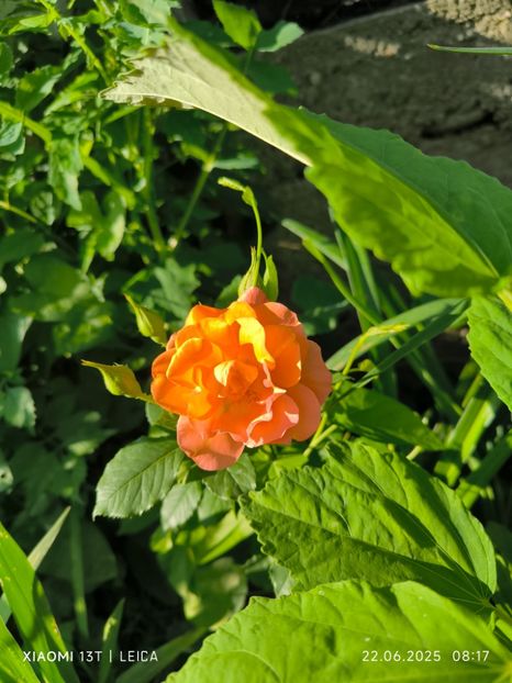  - Trandafiri 2025 ll