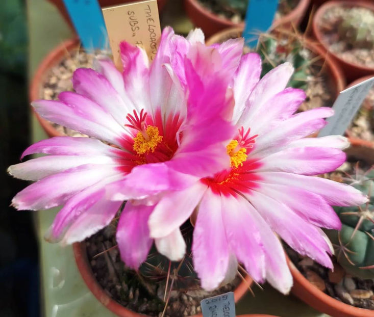Thelocactus bicolor subs flavidispinus - Thelocactus bicolor subs flavidispinus Texas