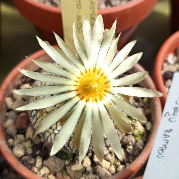 Astrophytum asterias cv Superkabuto Snow - Astrophytum asterias cv Superkabuto Snow