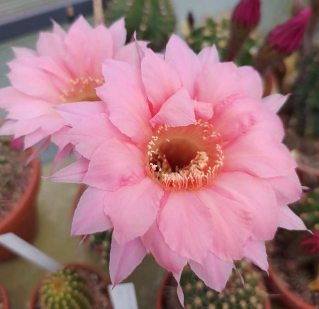 Echinopsis hb Spring Blush - Echinopsis hb Spring Blush