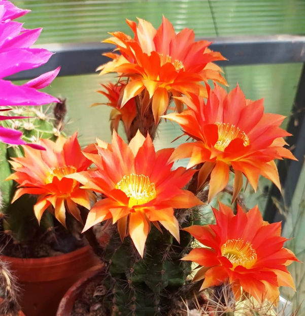 Echinopsis hb Gertrude - Echinopsis hb Gertrude