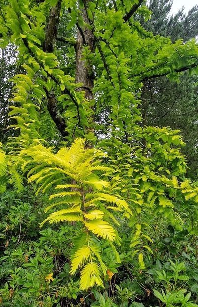  - Burrow Farm Gardens